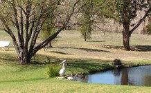 Sapphire City Caravan Park - eAccommodation 4