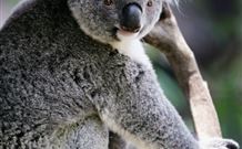 Newell Motor Inn - Narrandera - eAccommodation 5