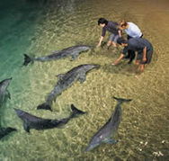 Tangalooma Wild Dolphin Resort - eAccommodation