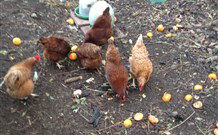 Eaglewood B And B And Farmstay - eAccommodation 2