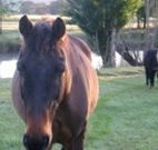 Reynella Kosciusko Rides Accommodation - eAccommodation