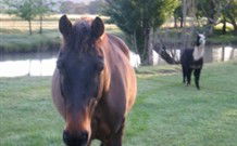 Reynella Kosciusko Rides Accommodation - eAccommodation 0