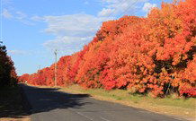 Yamba Farmstay - eAccommodation 4