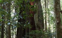 Cougal Park Bed And Breakfast - eAccommodation 5