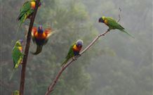 Cougal Park Bed And Breakfast - eAccommodation 6