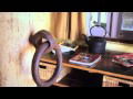 Peregrines At Table Top - eAccommodation 2