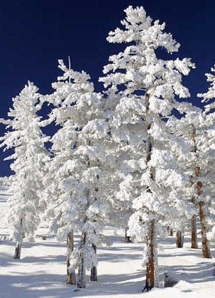 Mt Buller Apartment Management Services - eAccommodation