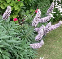 Padthaway Caravan Park - eAccommodation