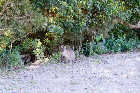 Lamington National Park Camping Ground - eAccommodation 1