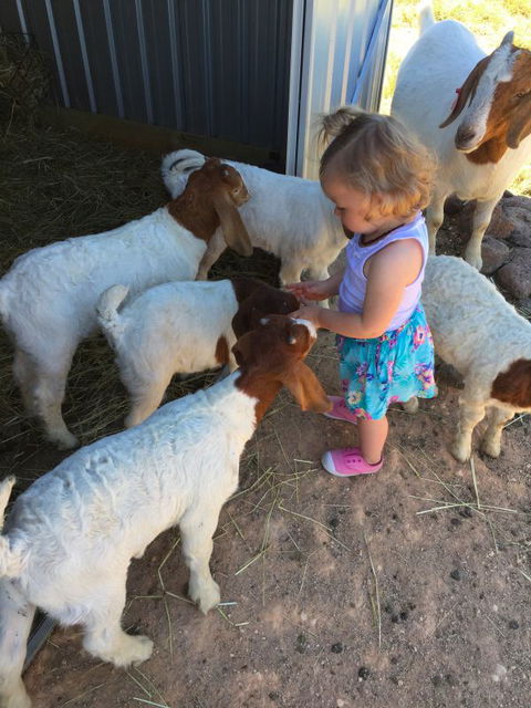 Yalooka Farm - eAccommodation 7