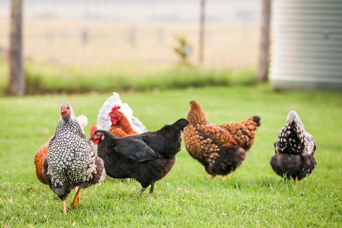 Old Schoolhouse Milton - eAccommodation 4