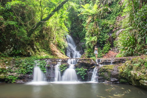 O'Reilly's Rainforest Retreat - eAccommodation 0