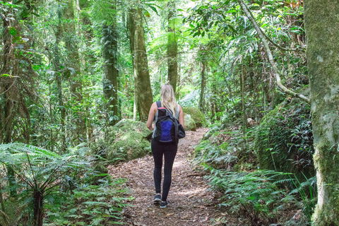 O'Reilly's Rainforest Retreat - eAccommodation 5