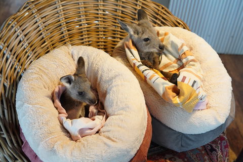 Tiandi Wildlife Sanctuary Farm Stay - Jambalaya Cottage - eAccommodation 9