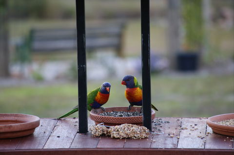 BellbirdHill Bed And Breakfast - eAccommodation 9