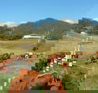 Farringdon Homestead - eAccommodation