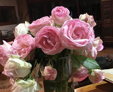 Jalbrook  Estate-  Cottages,Alpacas,Gallery & Function Centre - eAccommodation 1