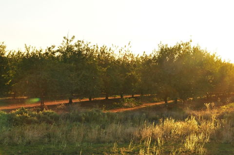 Griffith Tourist Caravan Park - eAccommodation 0