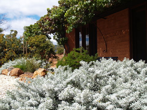 Kangaroos In The Top Paddock - eAccommodation 0
