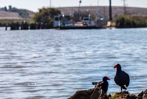 Narrung Ferry Camp Ground - eAccommodation 1