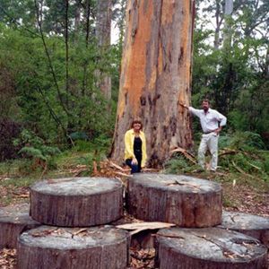 Northcliffe Bibbulmun Break Motel - eAccommodation 4