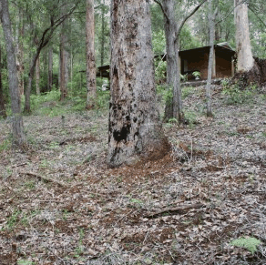 Pemberton  Forrest Cottages  - eAccommodation 2
