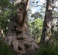 Valley of the Giants Cottage - eAccommodation