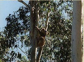 Bush Haven - eAccommodation 1