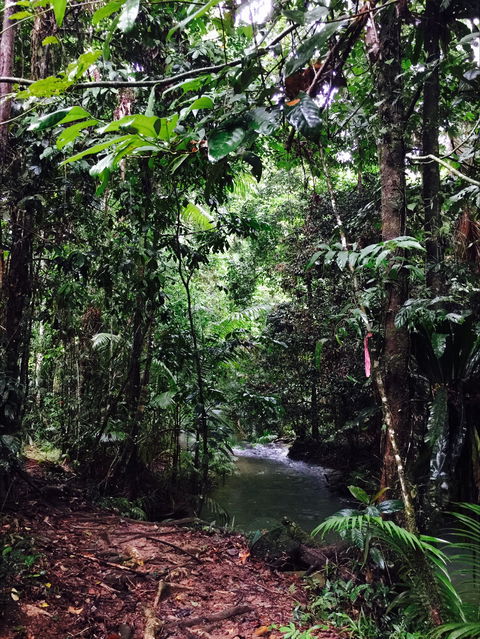 Daintree Wilderness Lodge - eAccommodation 2
