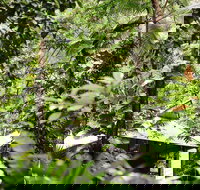 Daintree Ecolodge - eAccommodation