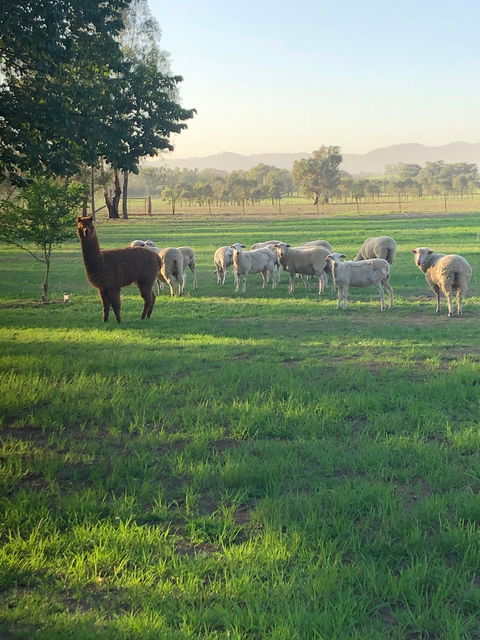 Wallinga Studio Farmstay - eAccommodation 0