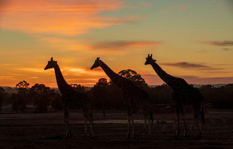 Zoofari Lodge, Taronga Western Plains Zoo Dubbo - eAccommodation 1