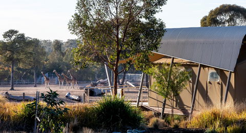 Zoofari Lodge, Taronga Western Plains Zoo Dubbo - eAccommodation 2