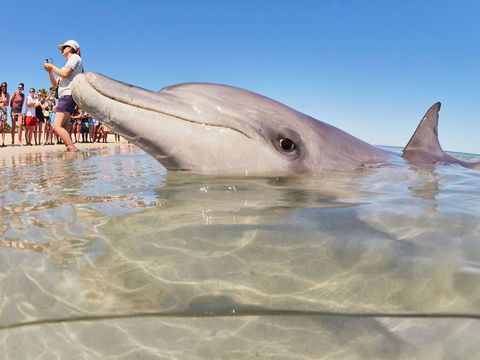 RAC Monkey Mia Dolphin Resort - eAccommodation 2