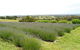 Serendipity Lavender Farm - thumb 1