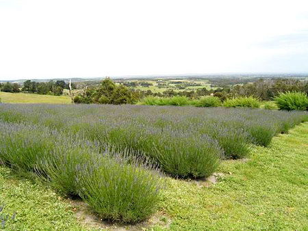 Serendipity Lavender Farm - eAccommodation 1
