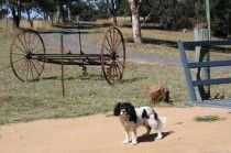 Bumblebrook Farm Motel - eAccommodation 5