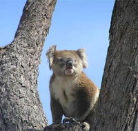 Resthaven Caravan Park