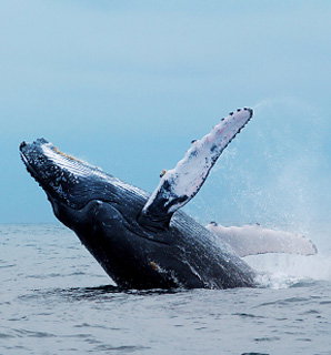 The Castlereagh 4 - eAccommodation 5