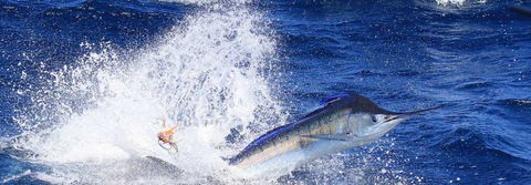 True Blue Fishing Charters - eAccommodation 6