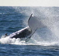 Whale Watching Sydney - eAccommodation