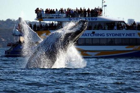 Whale Watching Sydney - eAccommodation 1