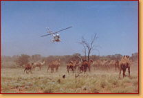 Kings Creek Station - eAccommodation 2