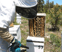 The House of Honey - eAccommodation