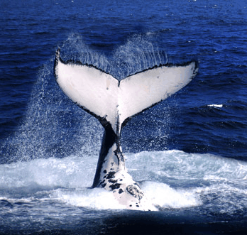 Brisbane Whale Watching - eAccommodation 0