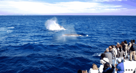 Brisbane Whale Watching - eAccommodation 1