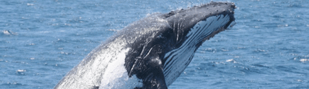 Brisbane Whale Watching - eAccommodation 2