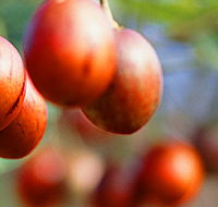 Tropical Fruit World - eAccommodation
