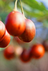 Tropical Fruit World - eAccommodation 0