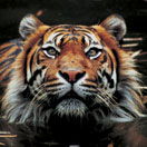Perth Zoo - eAccommodation 2